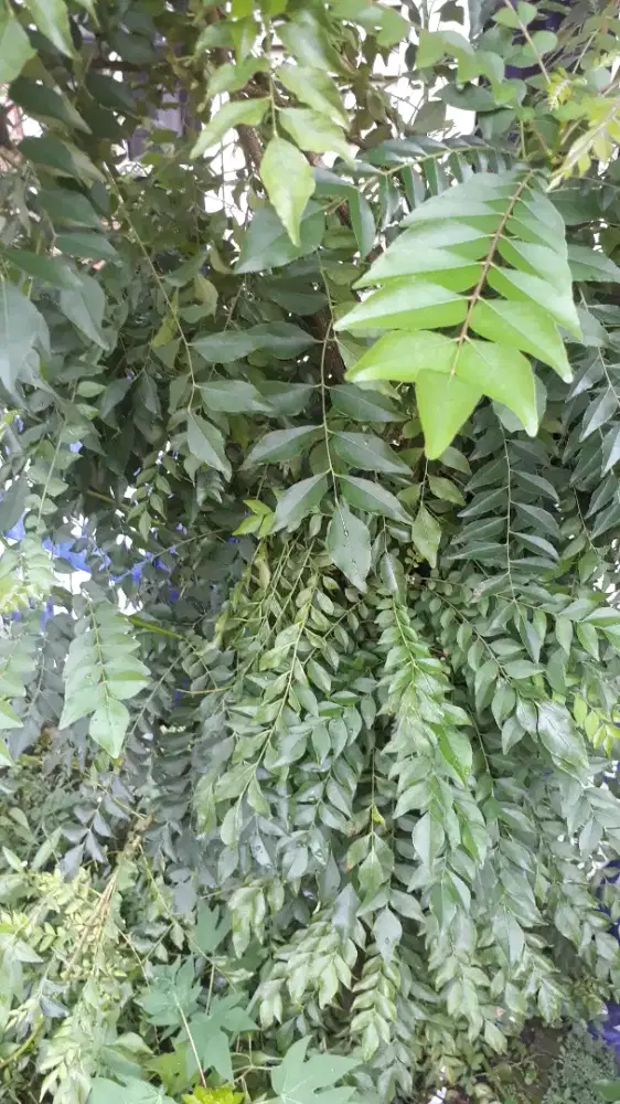 Bibit dan daun kari atau salam koja