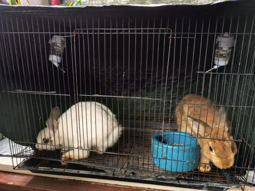 Sepasang Kelinci