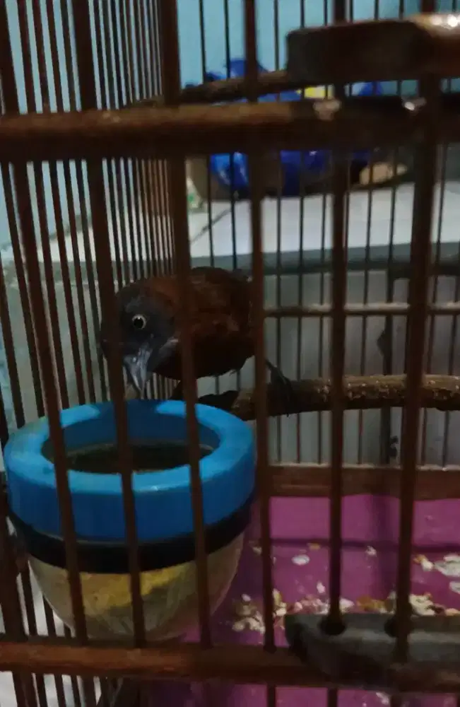 Tepus pala abu mulus