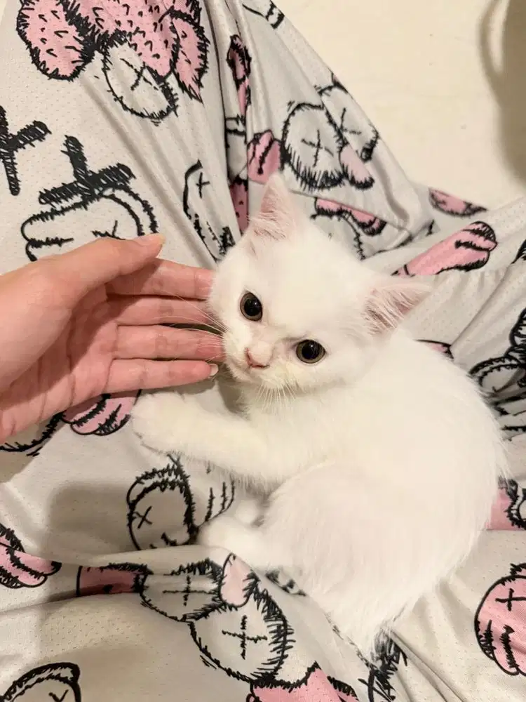 british short hair white cat