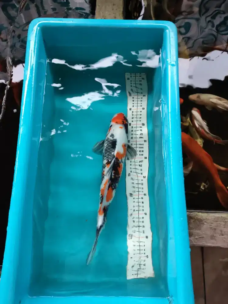Ikan koi blitar jenis showa size 40 cm