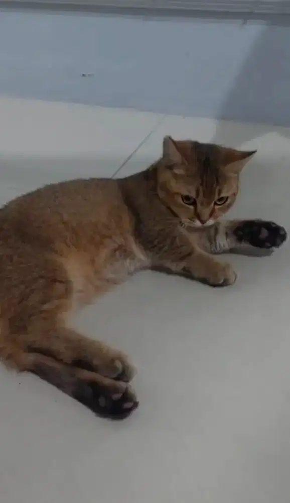 Kucing bsh munchkin jantan 11 bulan, bruthisothair,