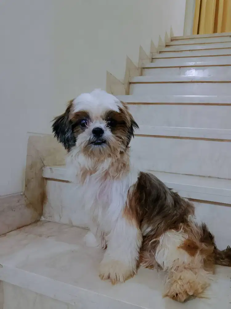 Free Adopt Anjing shih tzu Betina