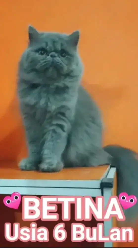 Si boneka unyuk cubby warna abu solid betina 7bulanan