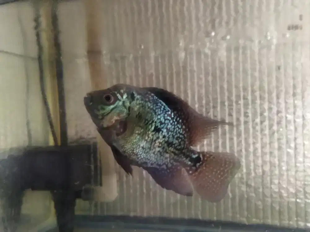 Louhan indukan female F2