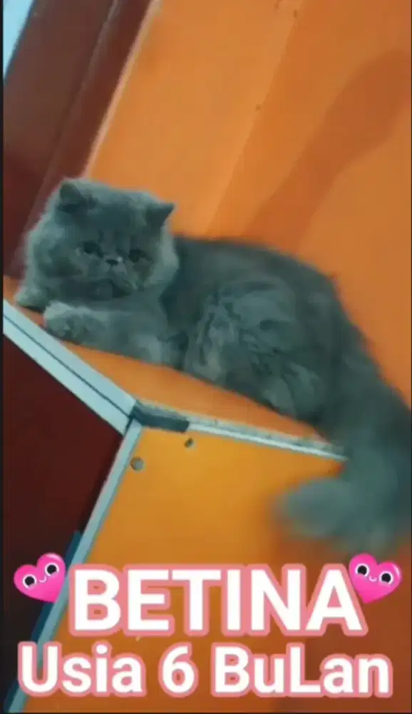 Edisi lebaran kucing persia peaknos super boneka