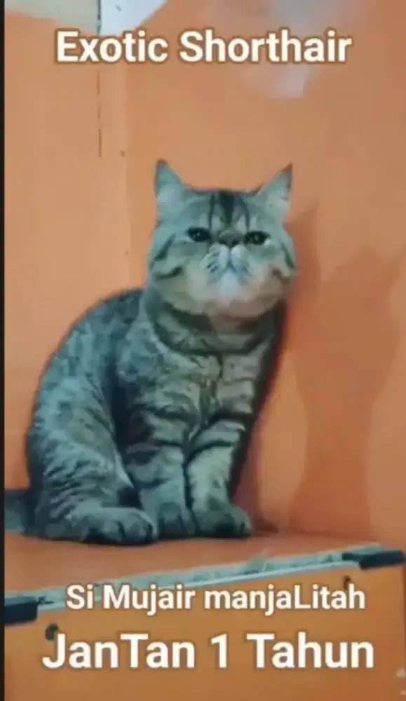 Exotic shorthair mujair jantan bulat usia 1tahun