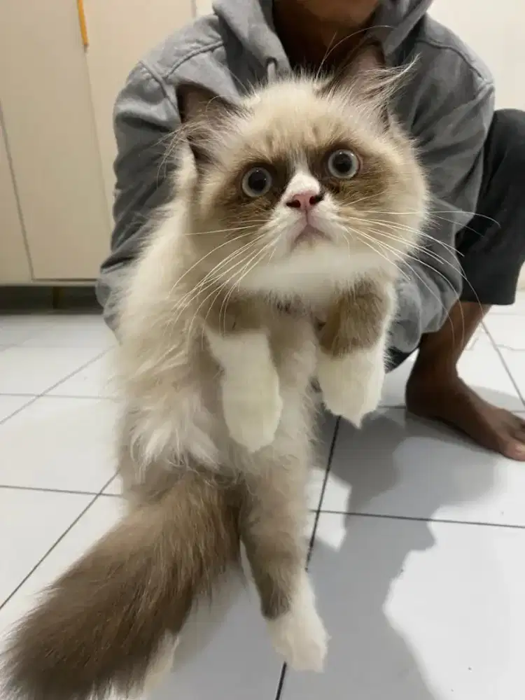 Kitten Ragdoll betina