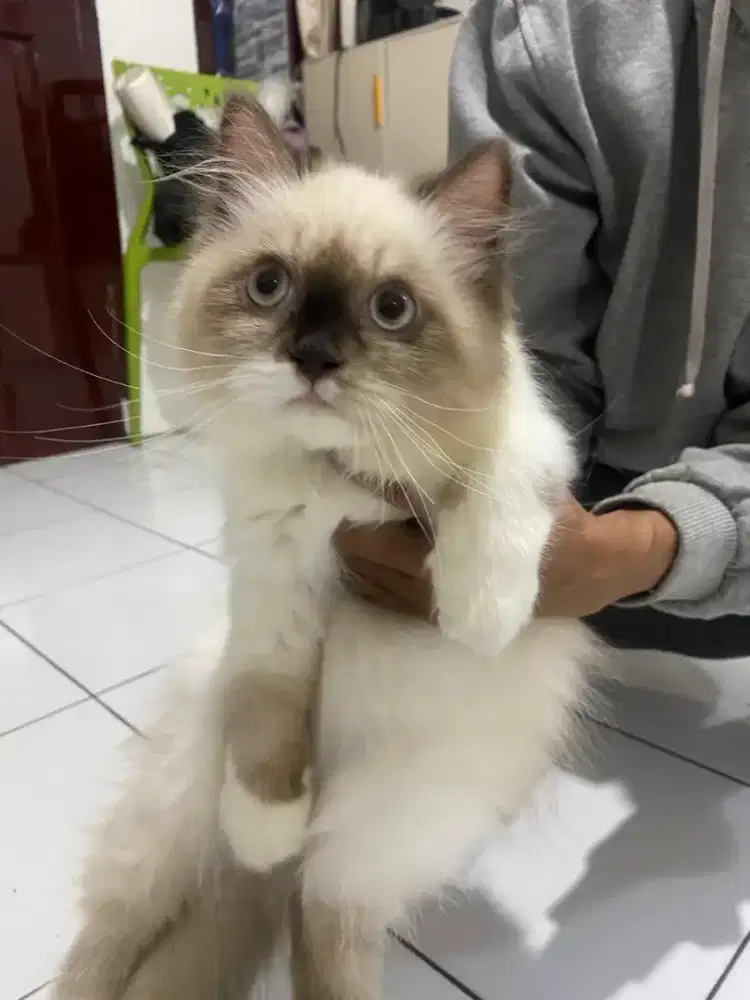 Kitten Ragdoll pure sealpoint