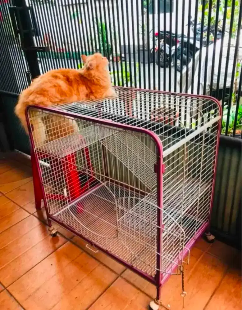 KANDANG KUCING Masih Terawat