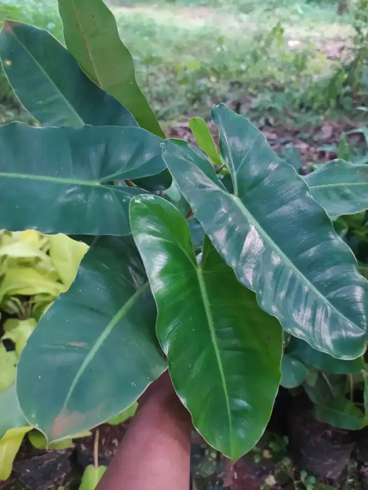 Pohon hias brekele tanaman berkele