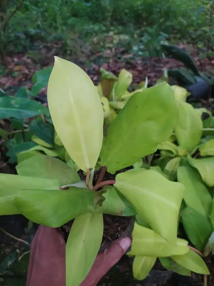 Tanaman centong kuning pohon centong