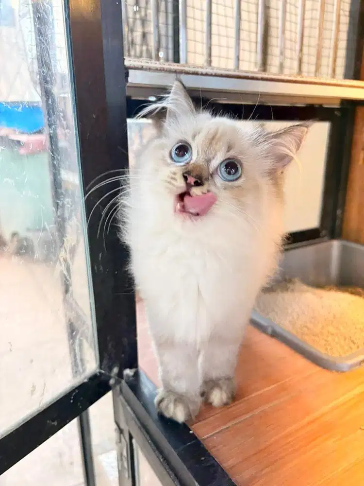 KUCING HIMALAYA x SCOTTISH STRAIGHT