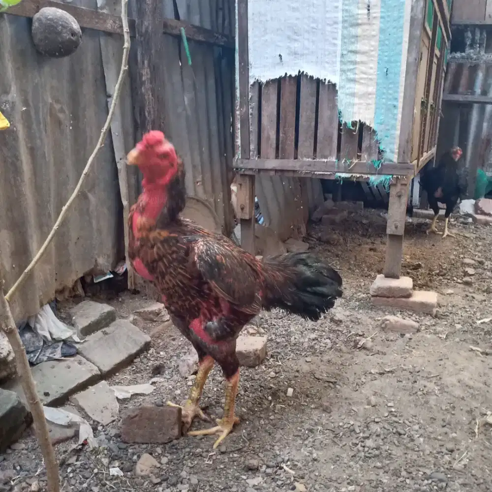 Ayam Bulbi tulangan mewah