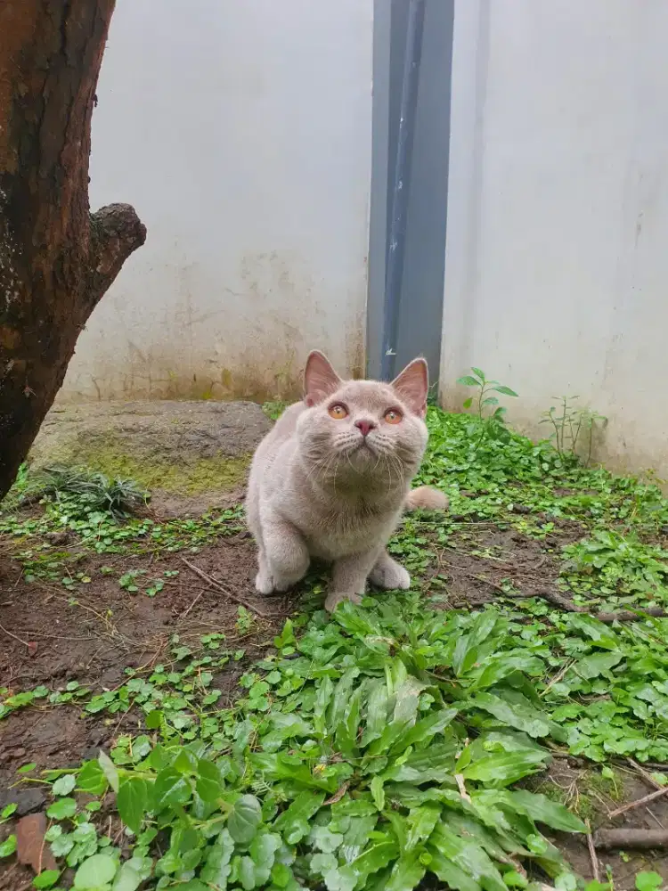 BSH British Short Hair Female