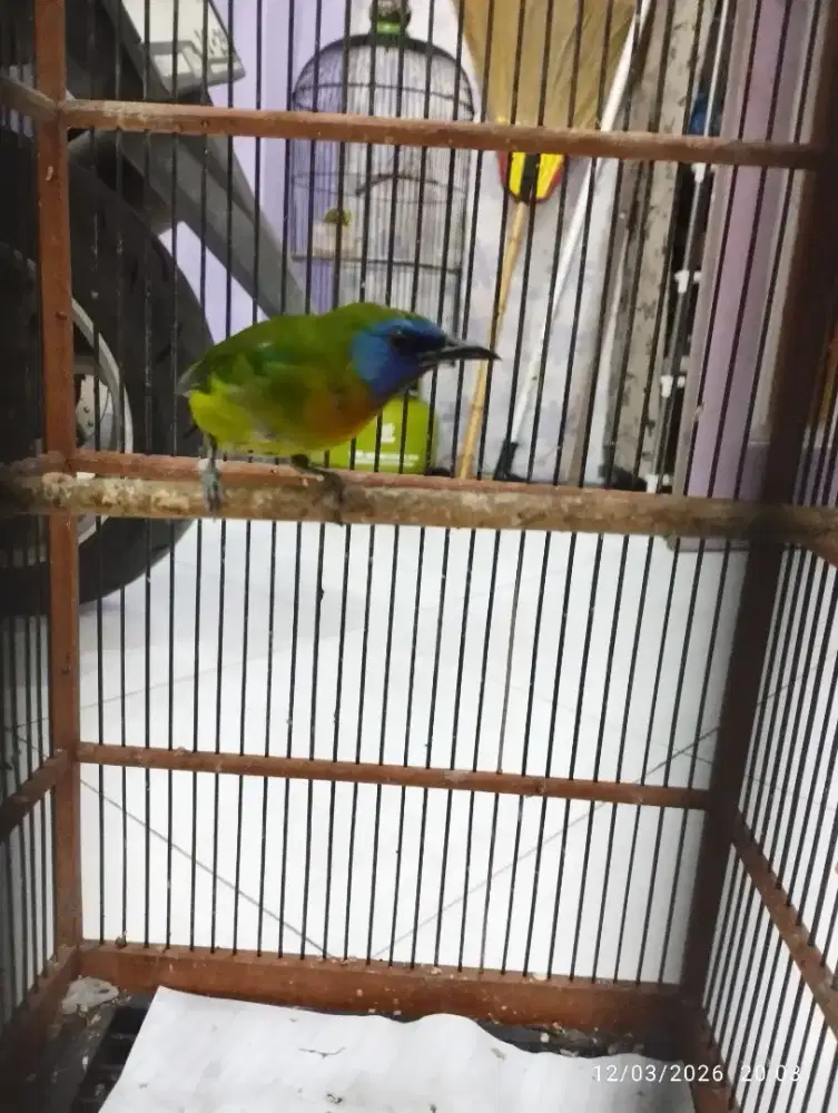 Kinoi Jantan sudah mulai bunyi