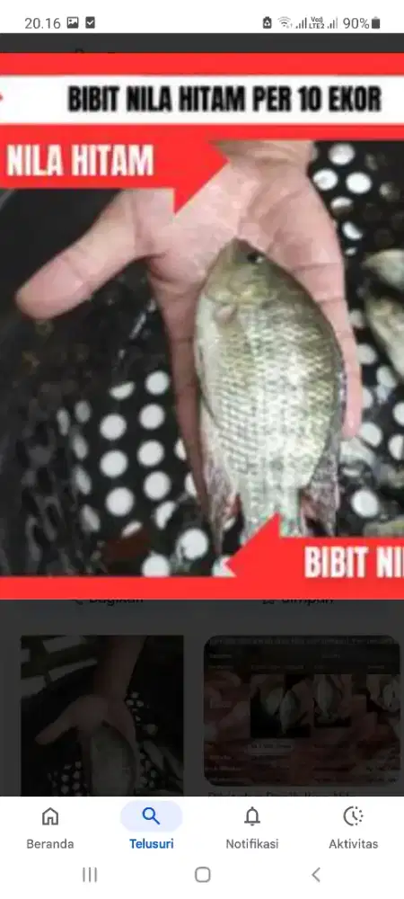 Jual Indukan Nila 3jari remaja Min Pembelian10ekor =50rb harga GakKrng