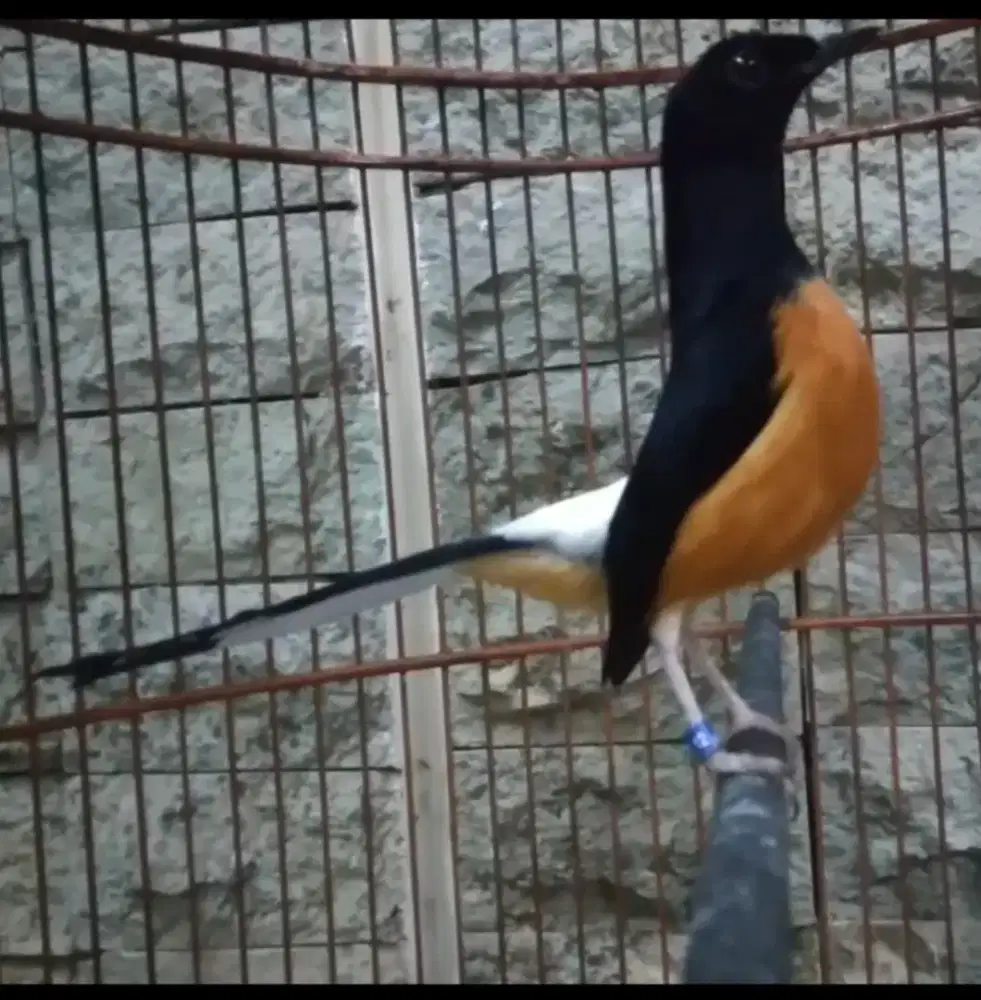 Murai Pasto TRAH JELAS [ Ring JALAL BF ] Real pastol Kharismatik