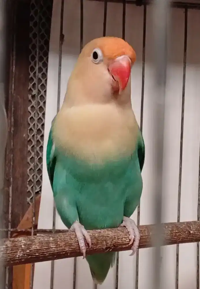 Burung lovebird