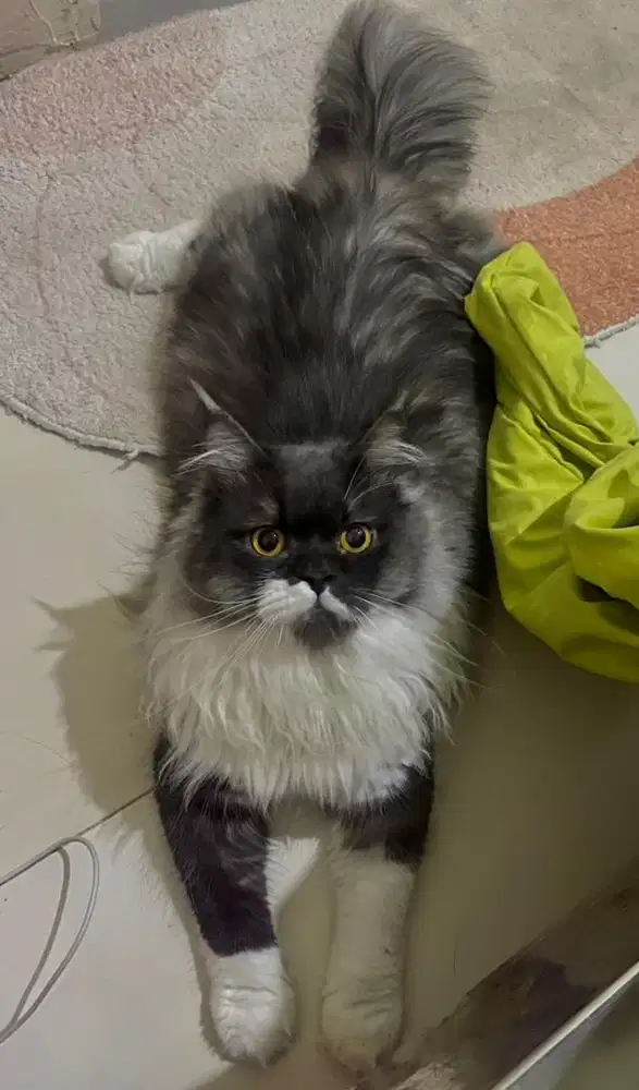 Kucing BSH longhair x persia