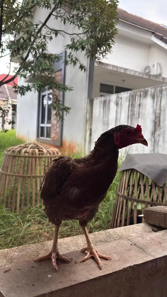 3 ayam kampung betina