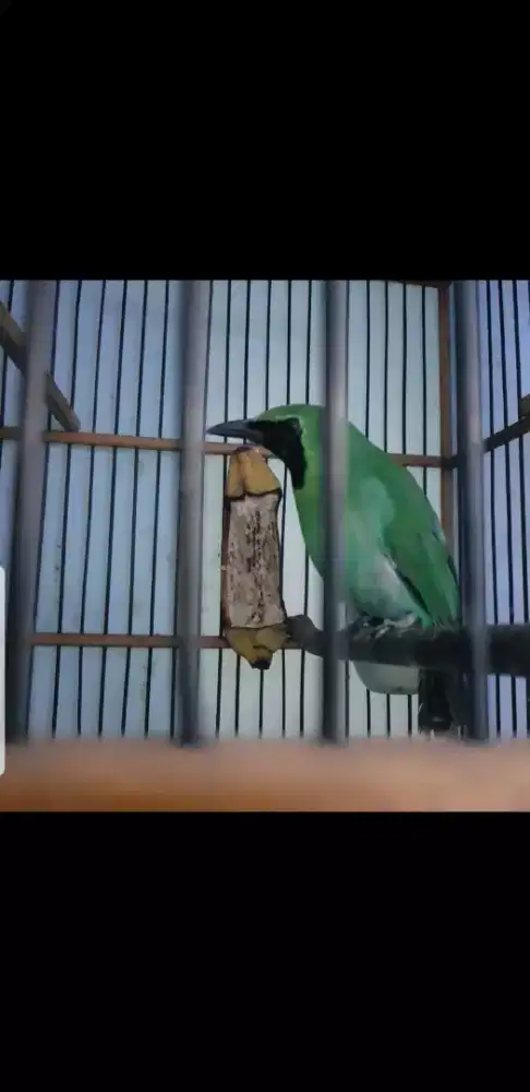 lovebird gacor mulus