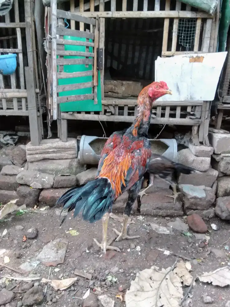 Peranakan biang shamo x pacek mangon 5,5 bulan ukuran SDH gede tinggi