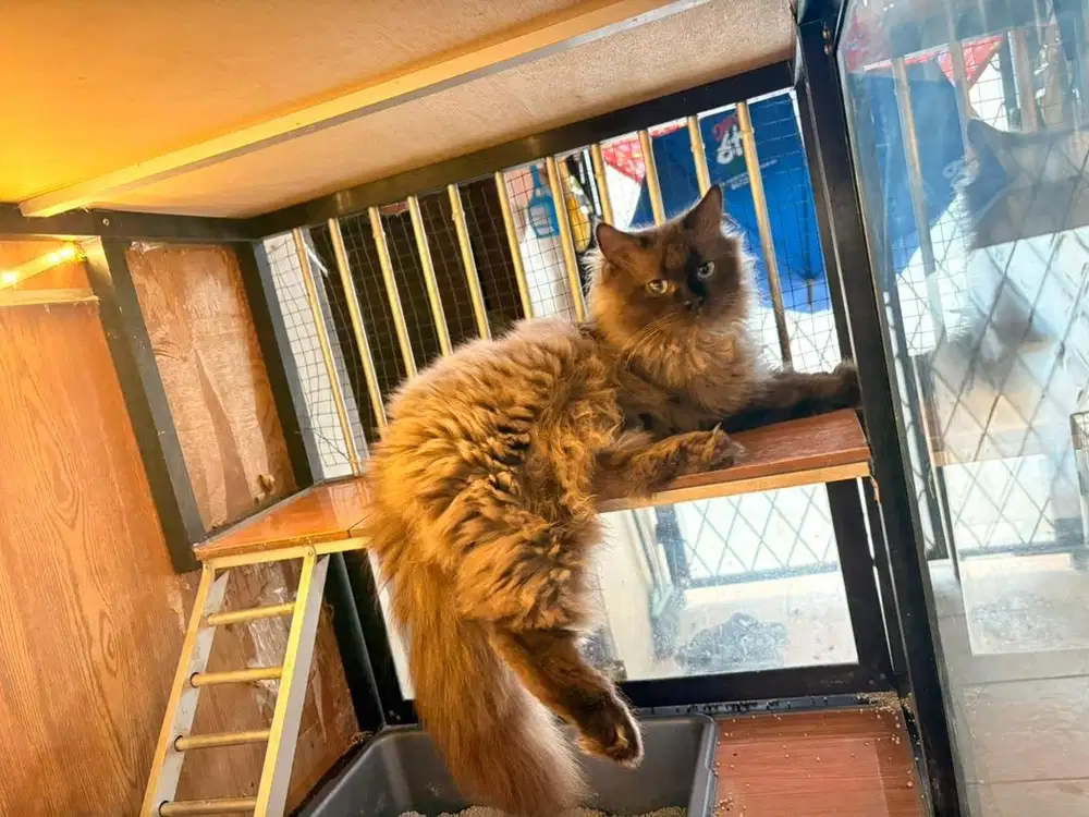 Kucing Himalaya Cinamon mix scottish straight