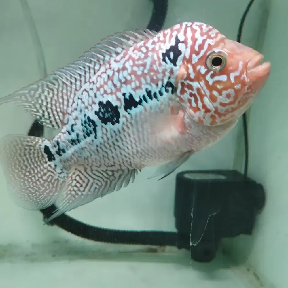 Ikan louhan kamfa f2