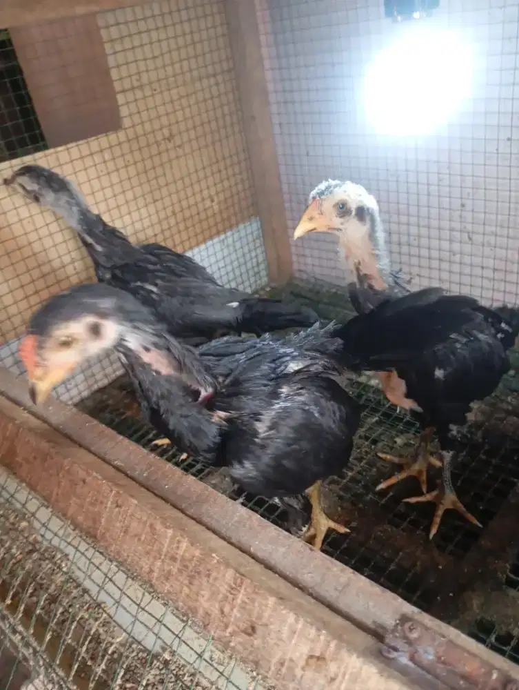 Anakan ayam kampung blasteran bangkok