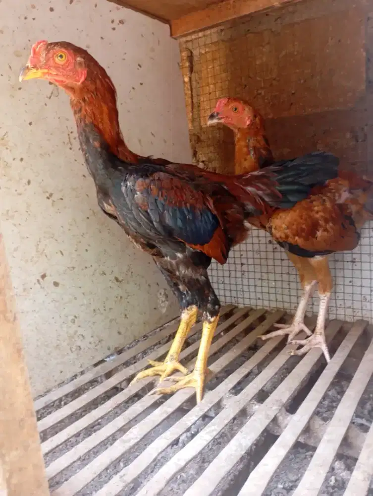 Ayam kampung jago muda lancur