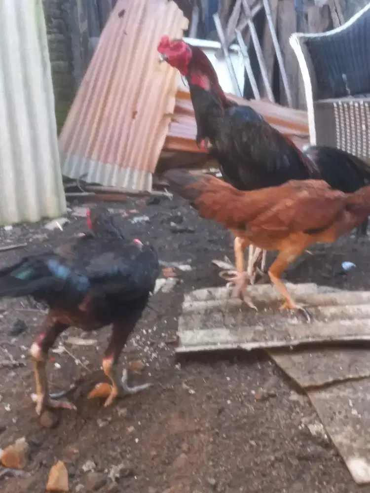 Ayam bangkok pejantan dan betina