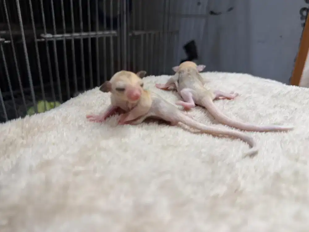 Sugar glider joey