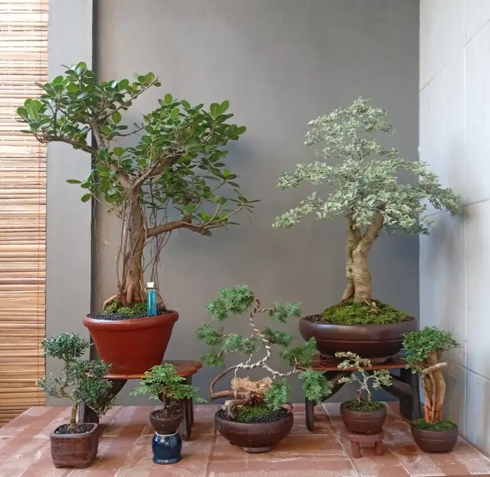 Borongan murah mini bonsai hias 7 pohon