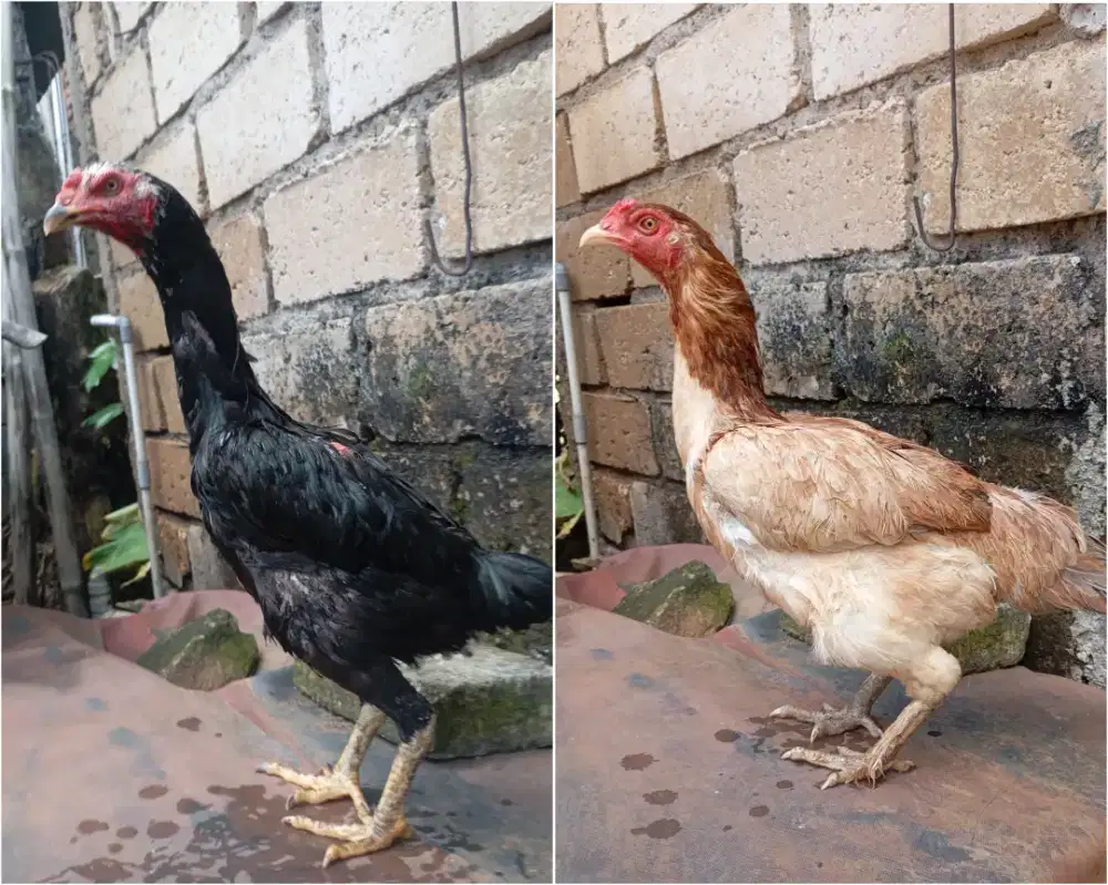 Ayam biang kampung bangkok jumbo