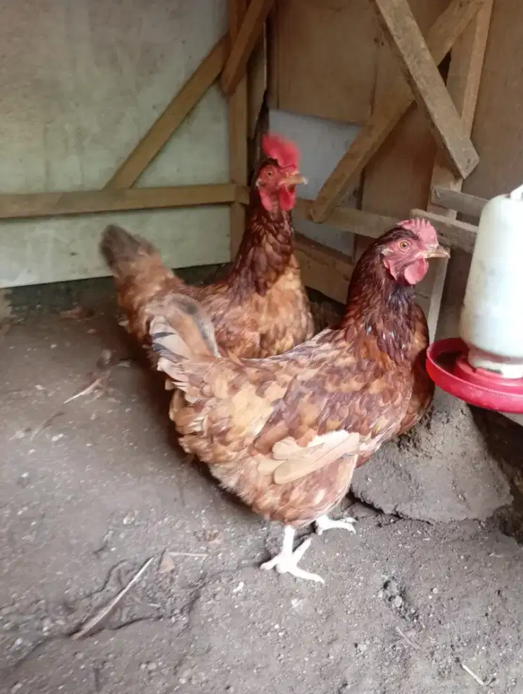 Ayam petelur afkir 2 ekor untuk konsumsi