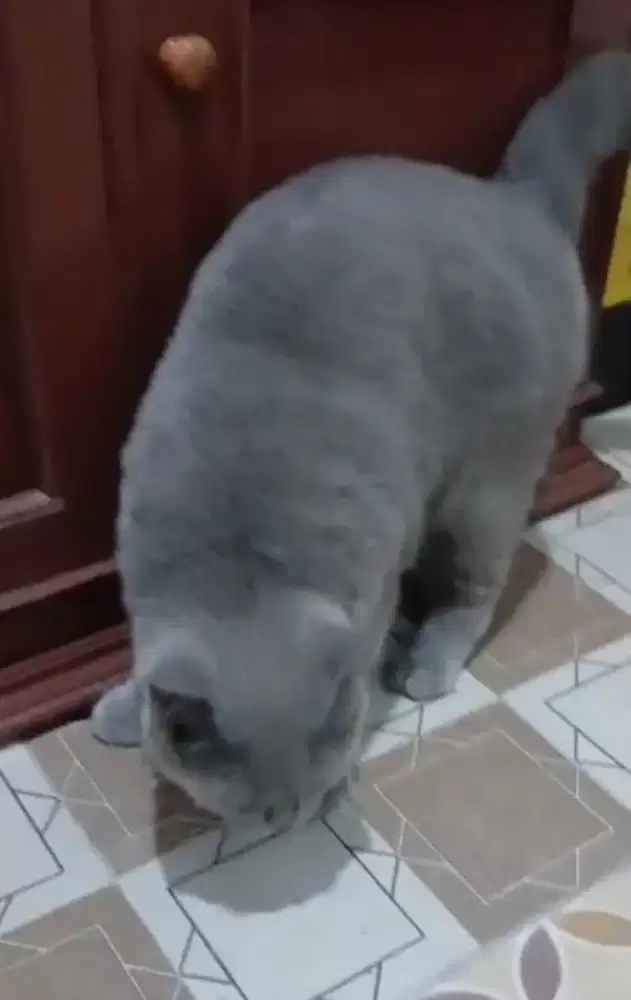 British Short Hair Female PED CFA lagi hamil