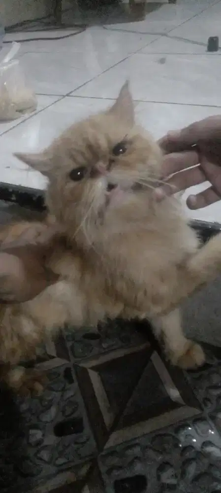 lepas adopsi peaknose jantan