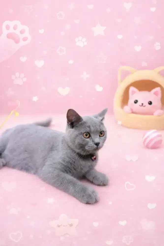 Bsh blue kitten