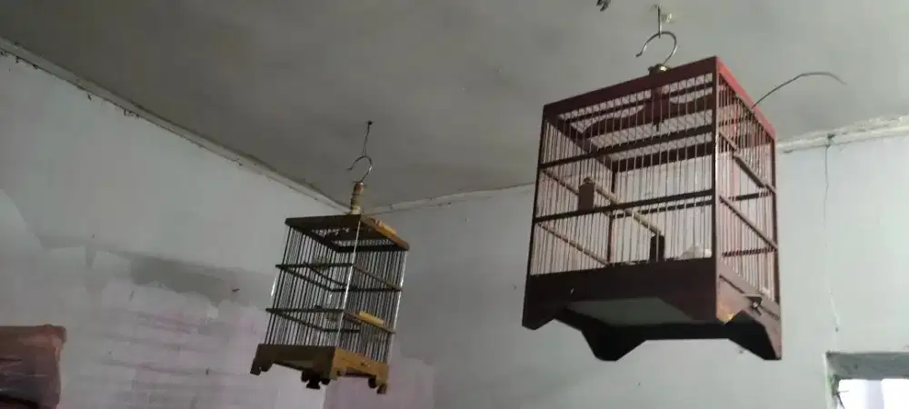 Kandang burung pleci