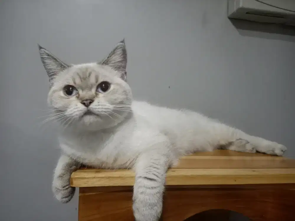 Kucing BSH non ped usia 9bulan