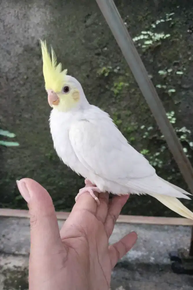 Burung falk/Australi