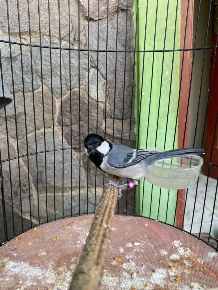 gelatik batu jantan gacor