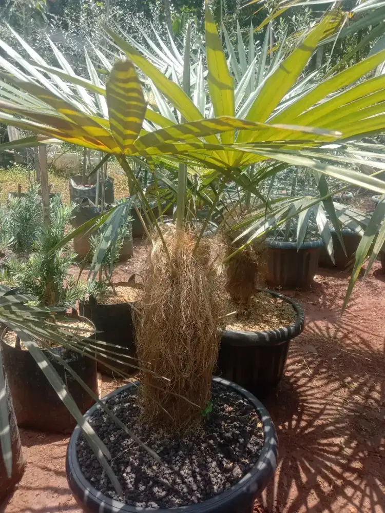 Pohon palm jenggot - pohon hiasan palm jenggot
