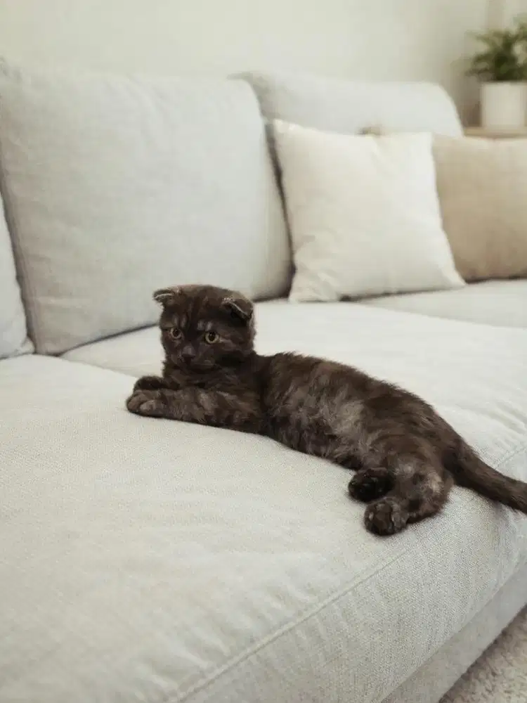 kucing jenis scotish fold