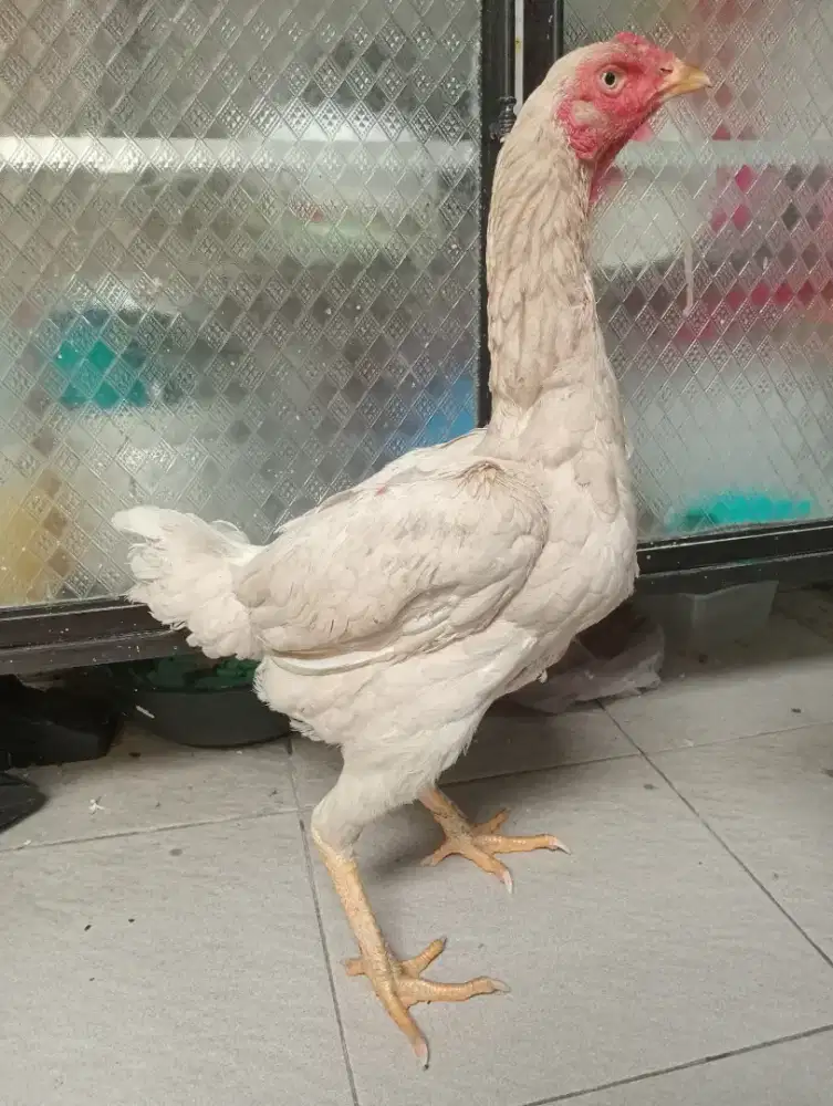 Ayam betina Bangkok klasik body besar tinggi