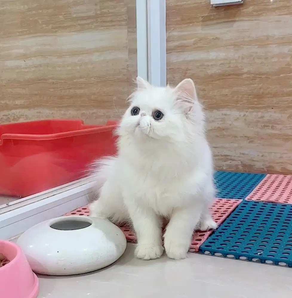 Kitten Persian Female  4,5 Bulan