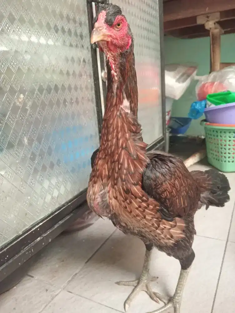 Ayam betina Mangon jambul body bsar pkul bom