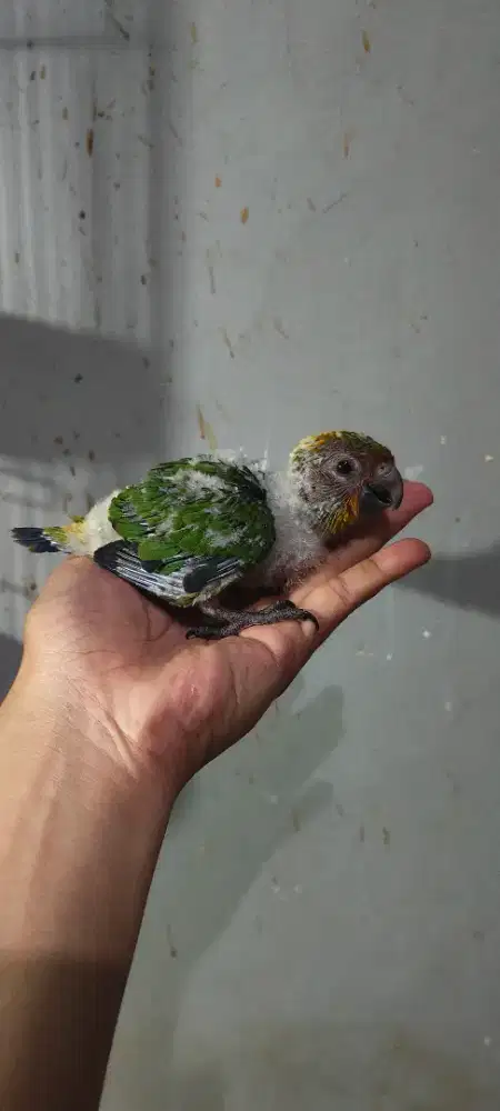 Sunconure baby/sc lolohan