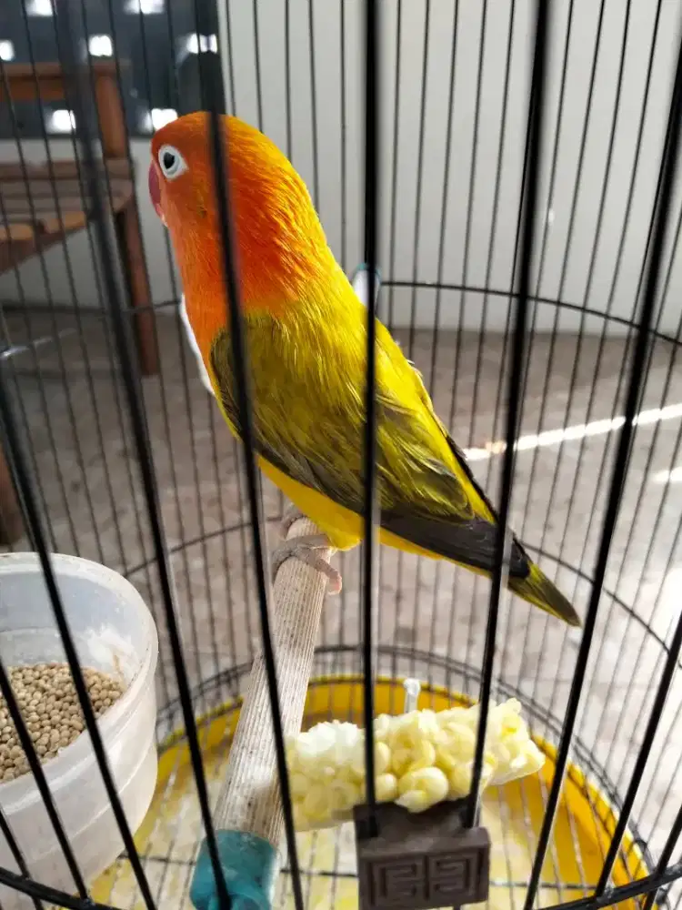 Love bird betina body besar warna Ewing gold